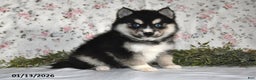 Pomsky dogs for sale: Karl - Ad 2