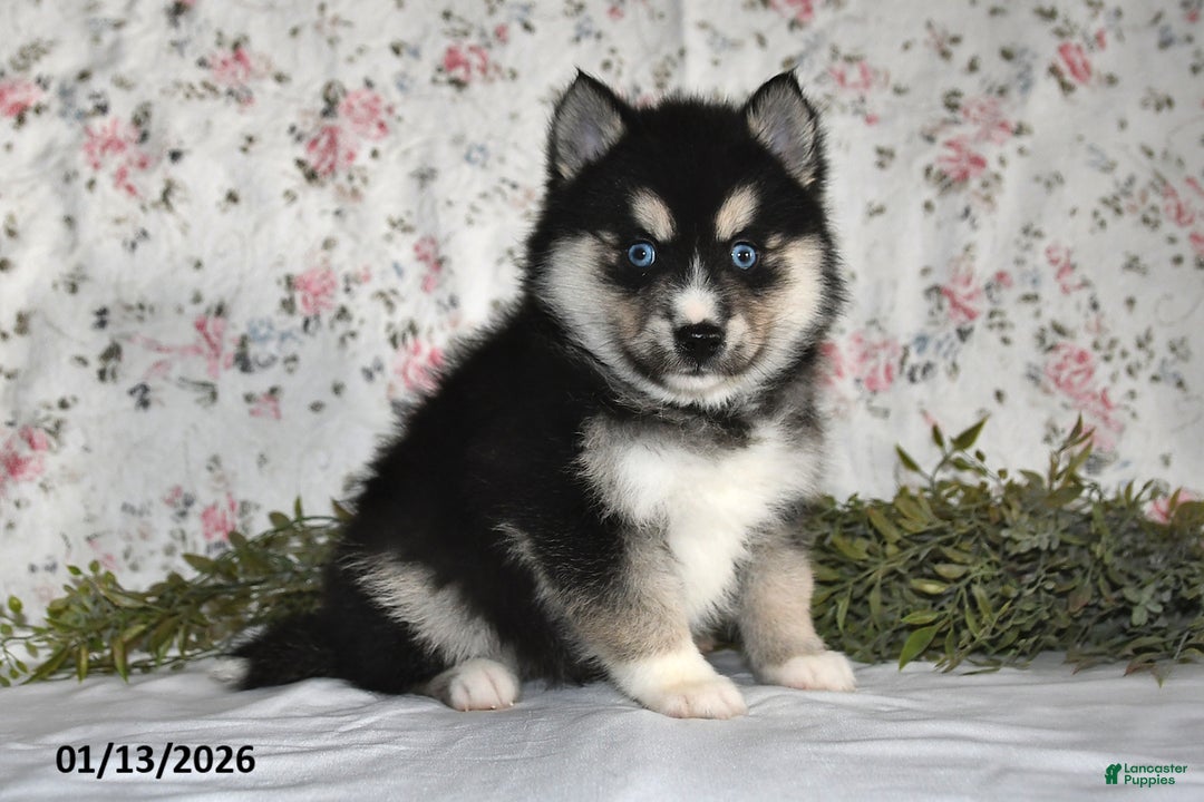 Pomsky dogs for sale: Karl - Ad 2