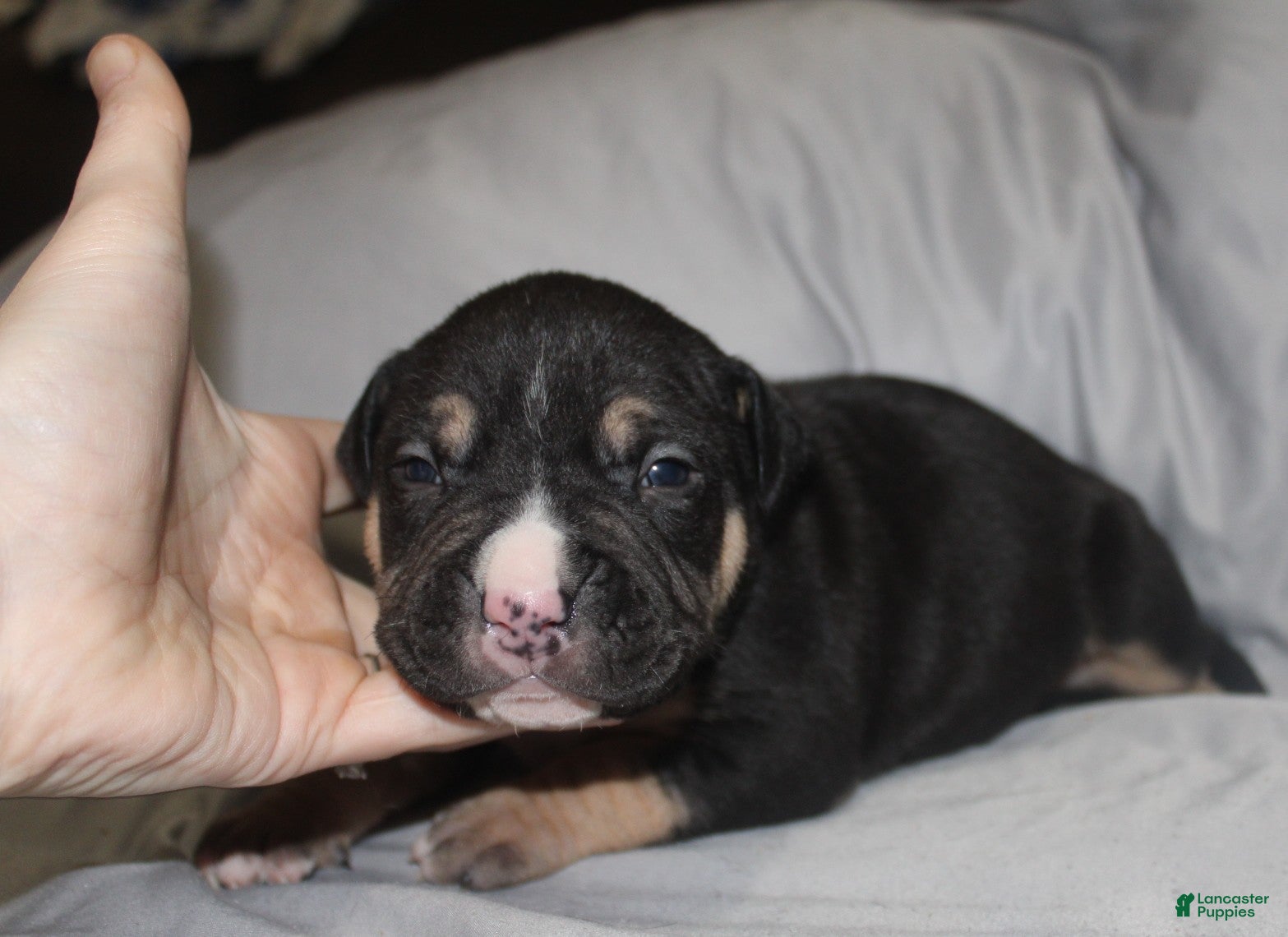 American Bully dogs Moose  - Ad 40