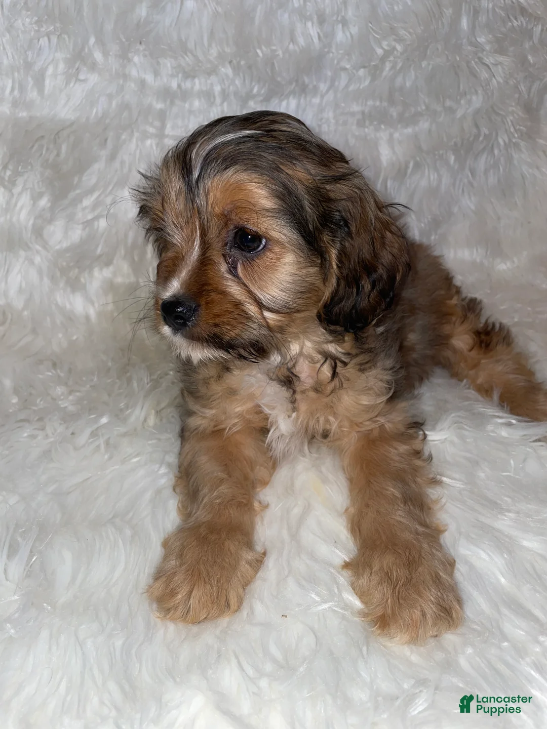 Cavapoo dogs for sale: Cavapoo Puppy 2 - Ad 2