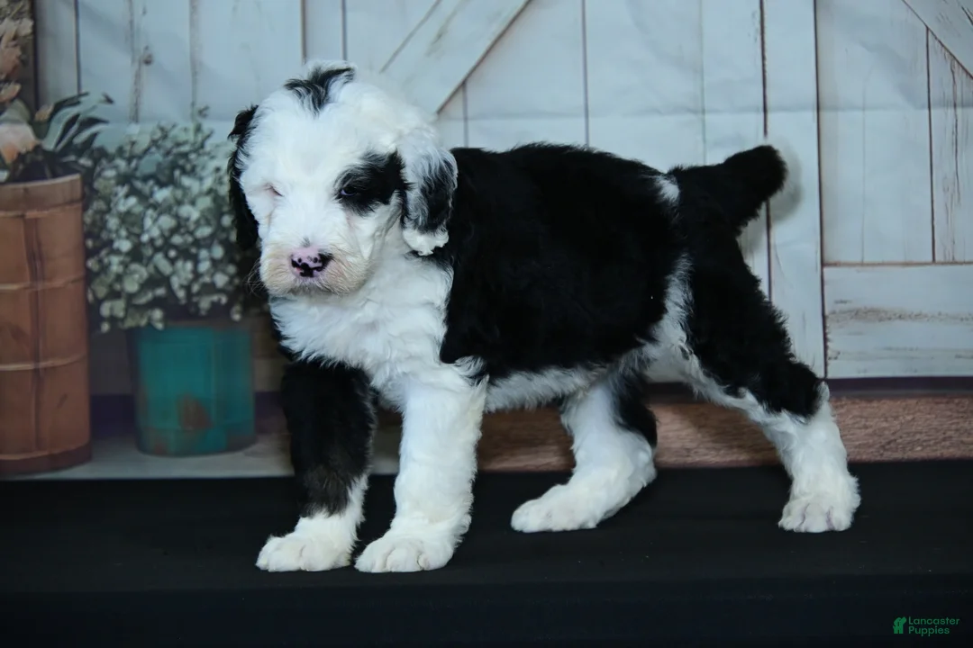 Sheepadoodle dogs for sale: Randy F1 - Ad 2
