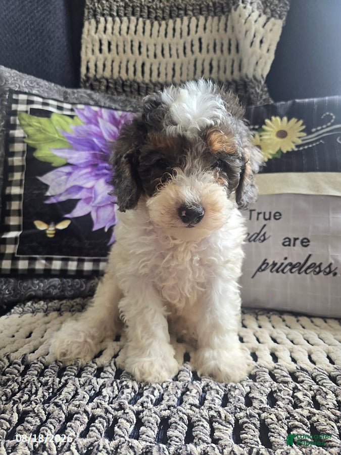 Miniature Poodle dogs Trent - Ad 2