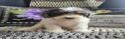 Miniature Poodle dogs for sale: Trent - Ad 2
