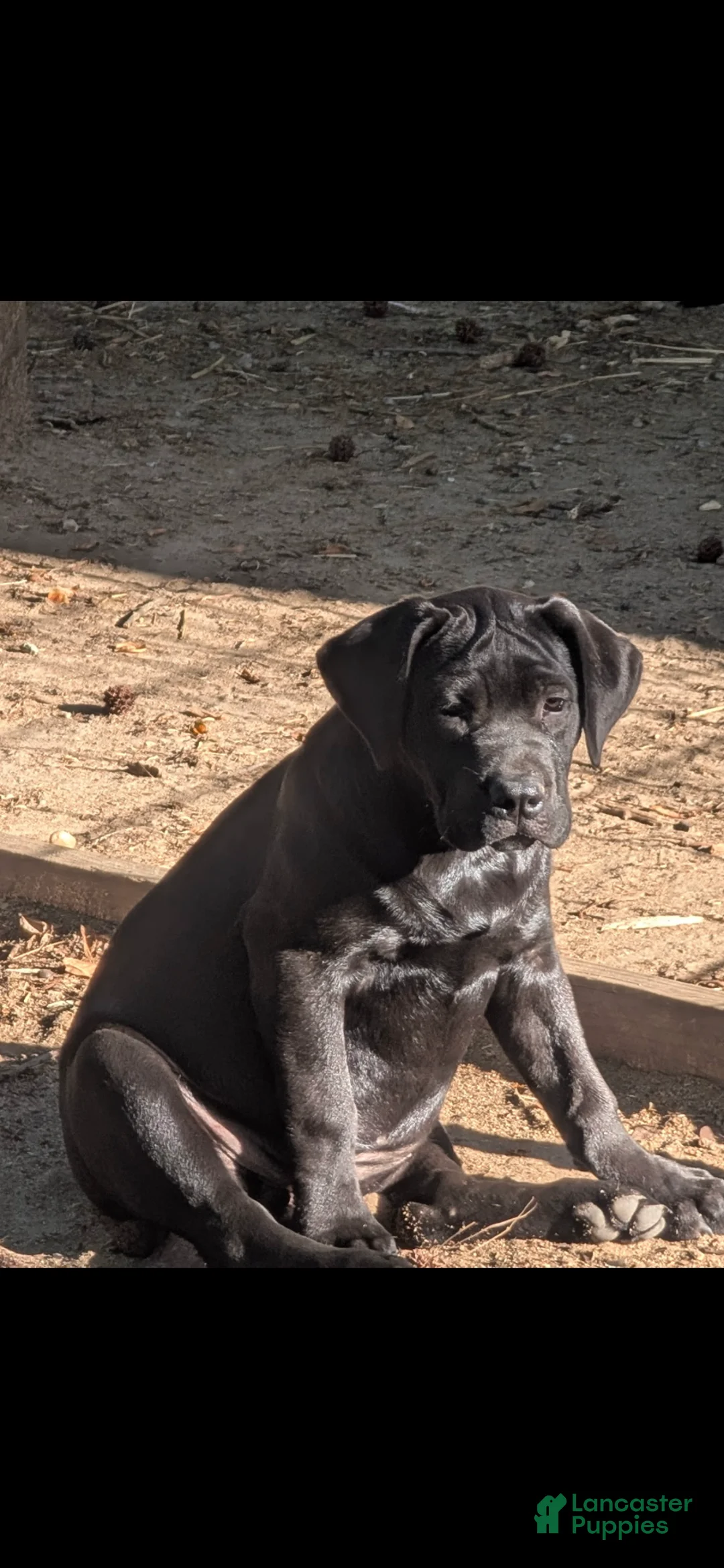 Labrador Retriever dogs for sale: Puppy 2 - Ad 1