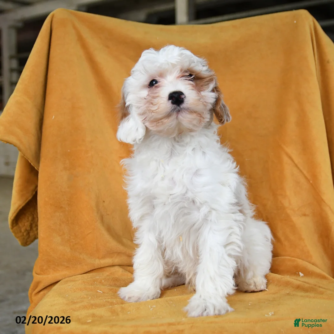 Cavapoo dogs for sale: Gus  - Ad 2