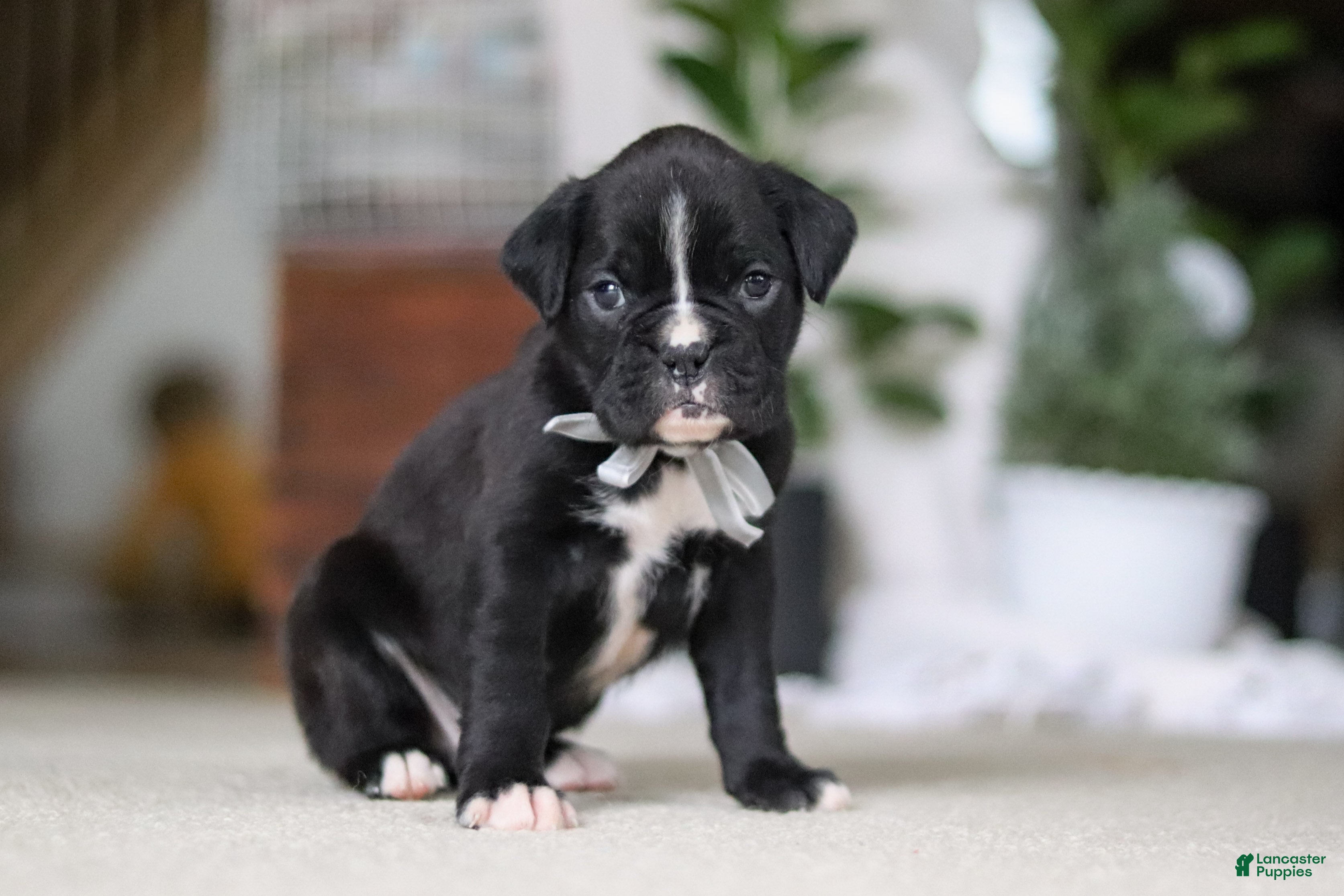 Boxer dogs Diesel - Ad 4