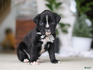 Boxer dogs Diesel - Ad 4