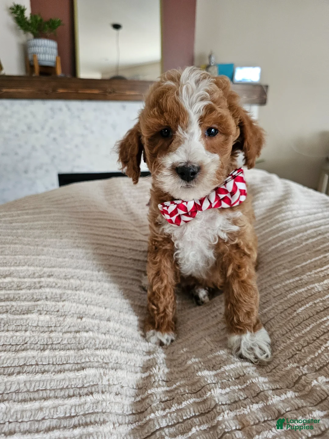 Cavapoo dogs for sale: 🌿 ELIO F1B Cavapoo Male — $1295 - Ad 2