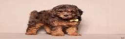Miniature Poodle dogs for sale: Ace - Ad 1