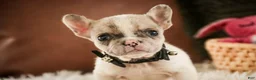 French Bulldog dogs for sale: Juliet - Ad 2