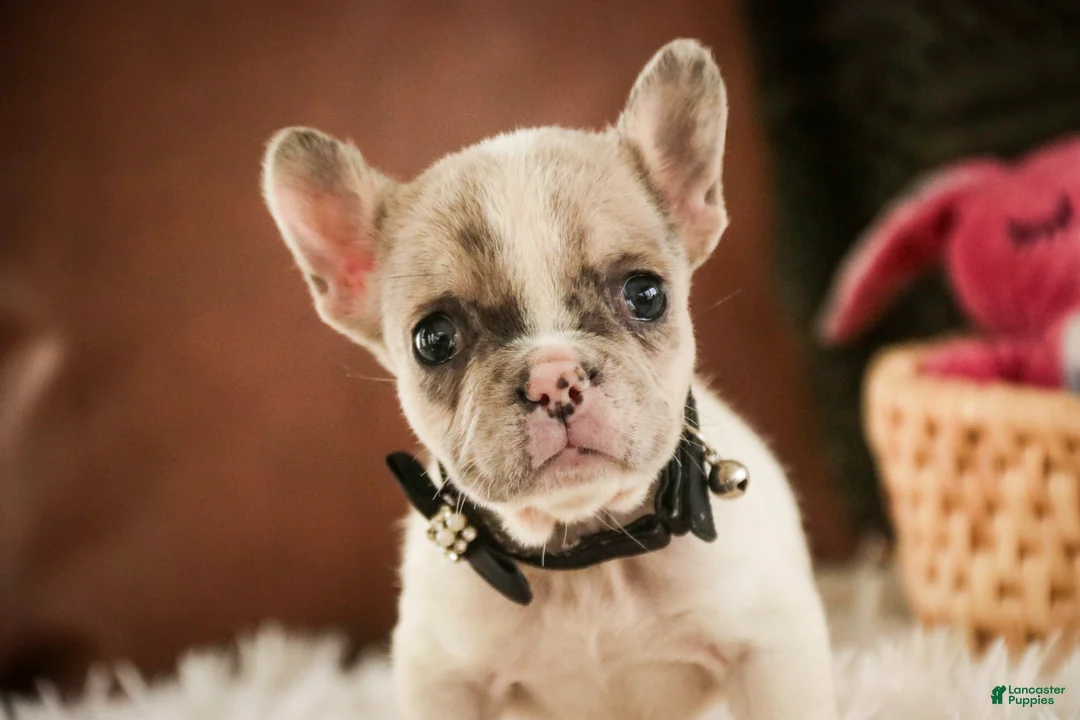 French Bulldog dogs for sale: Juliet - Ad 2