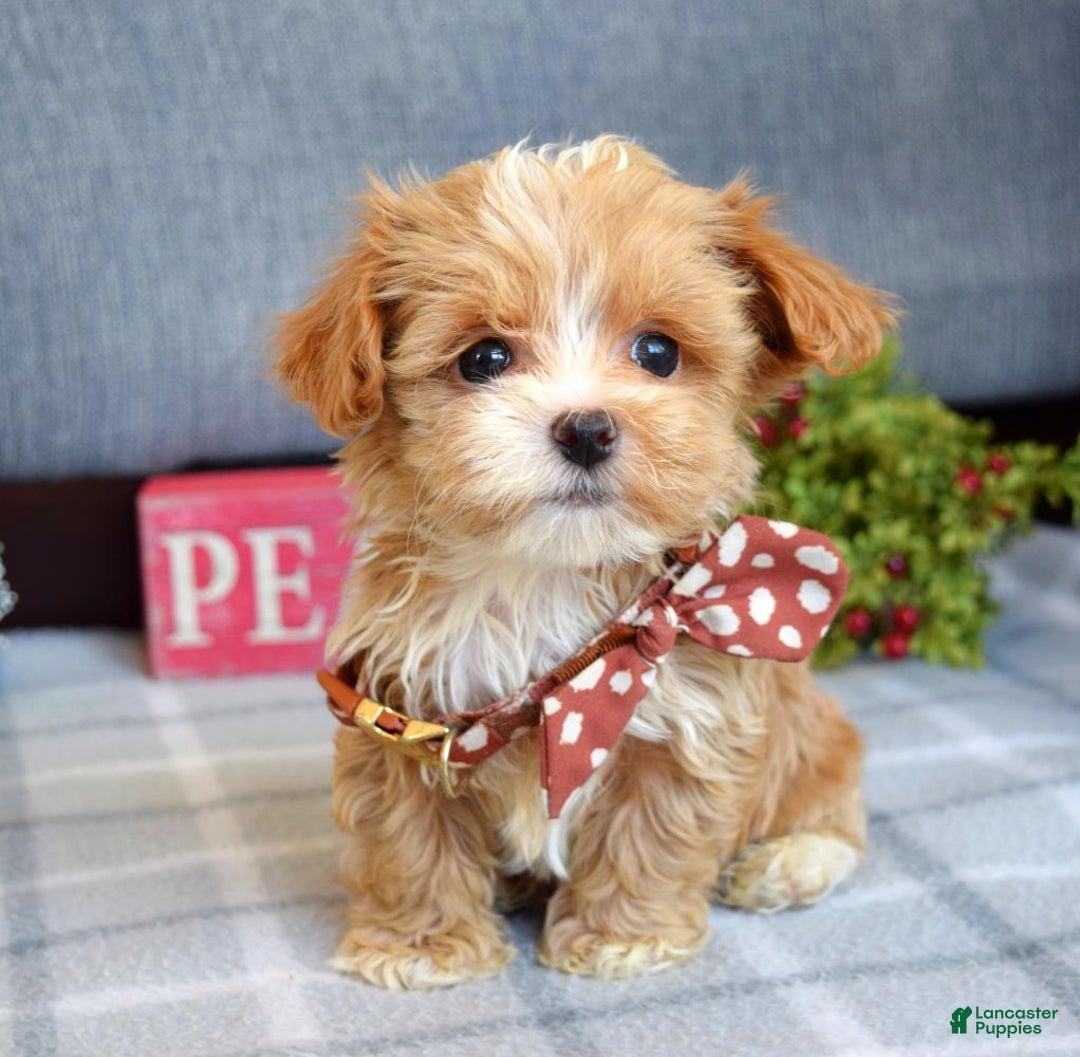 Maltipoo dogs for sale: Finn - Ad 1