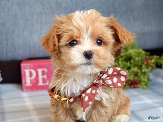 Maltipoo dogs Finn - Ad 10