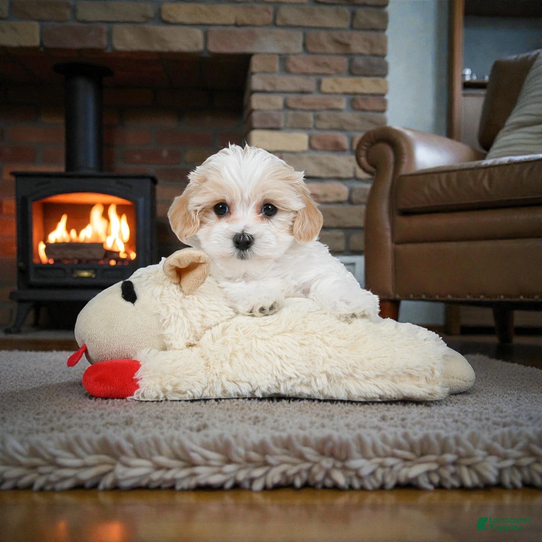 Maltipoo dogs for sale: rocky - Ad 5