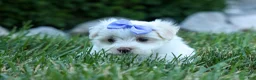 Maltese dogs for sale: PENNY - Ad 5