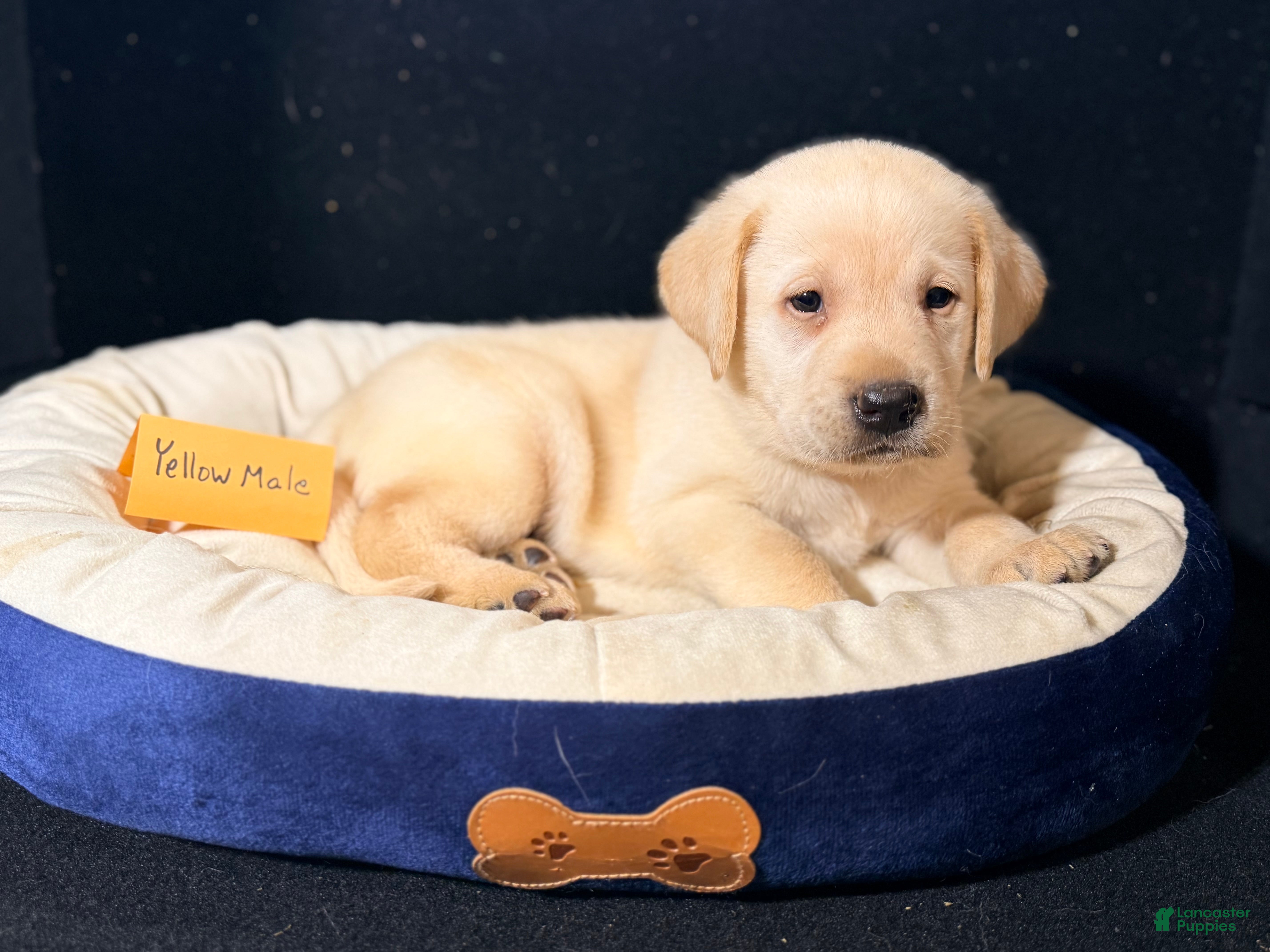 Labrador Retriever dogs Male  - Ad 1