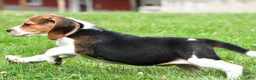 Beagle dogs for sale: Piper - Ad 10