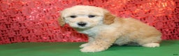 Miniature Poodle dogs for sale: Mr Wilson - Ad 2