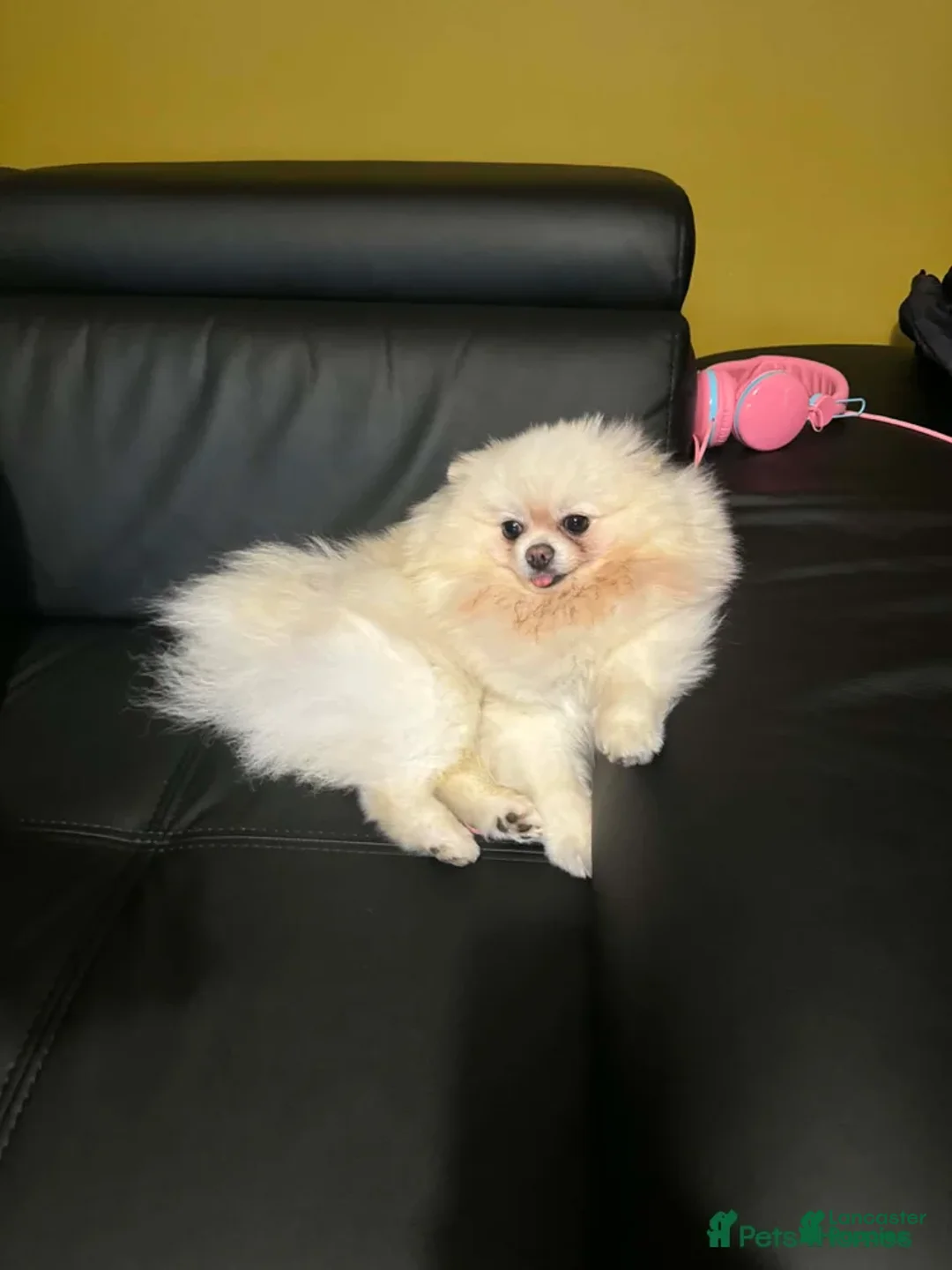 Pomeranian dogs for sale: Kayla - Ad 5