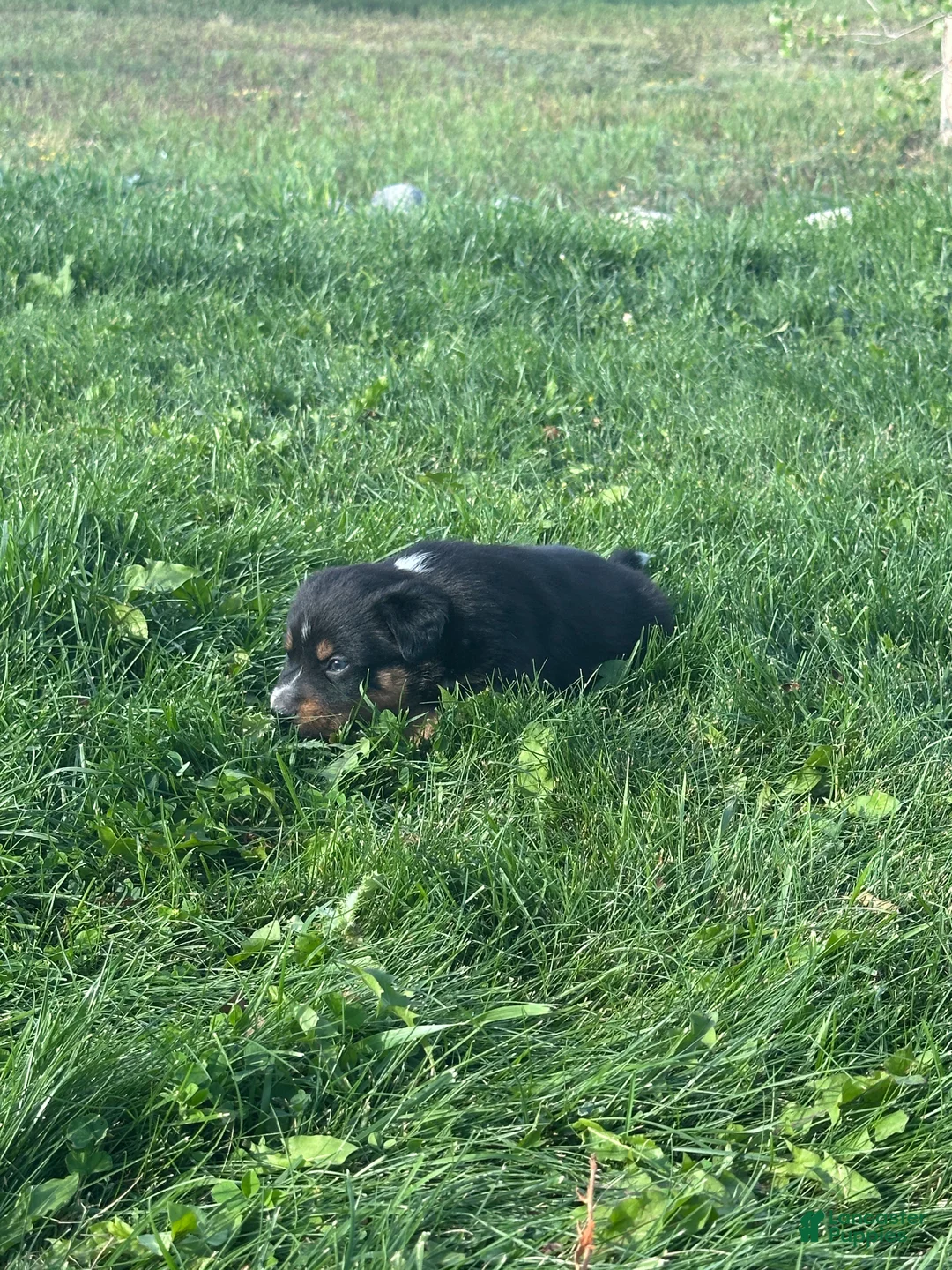 Mixed Breed dogs for sale: Tri Boy 1 - Ad 3