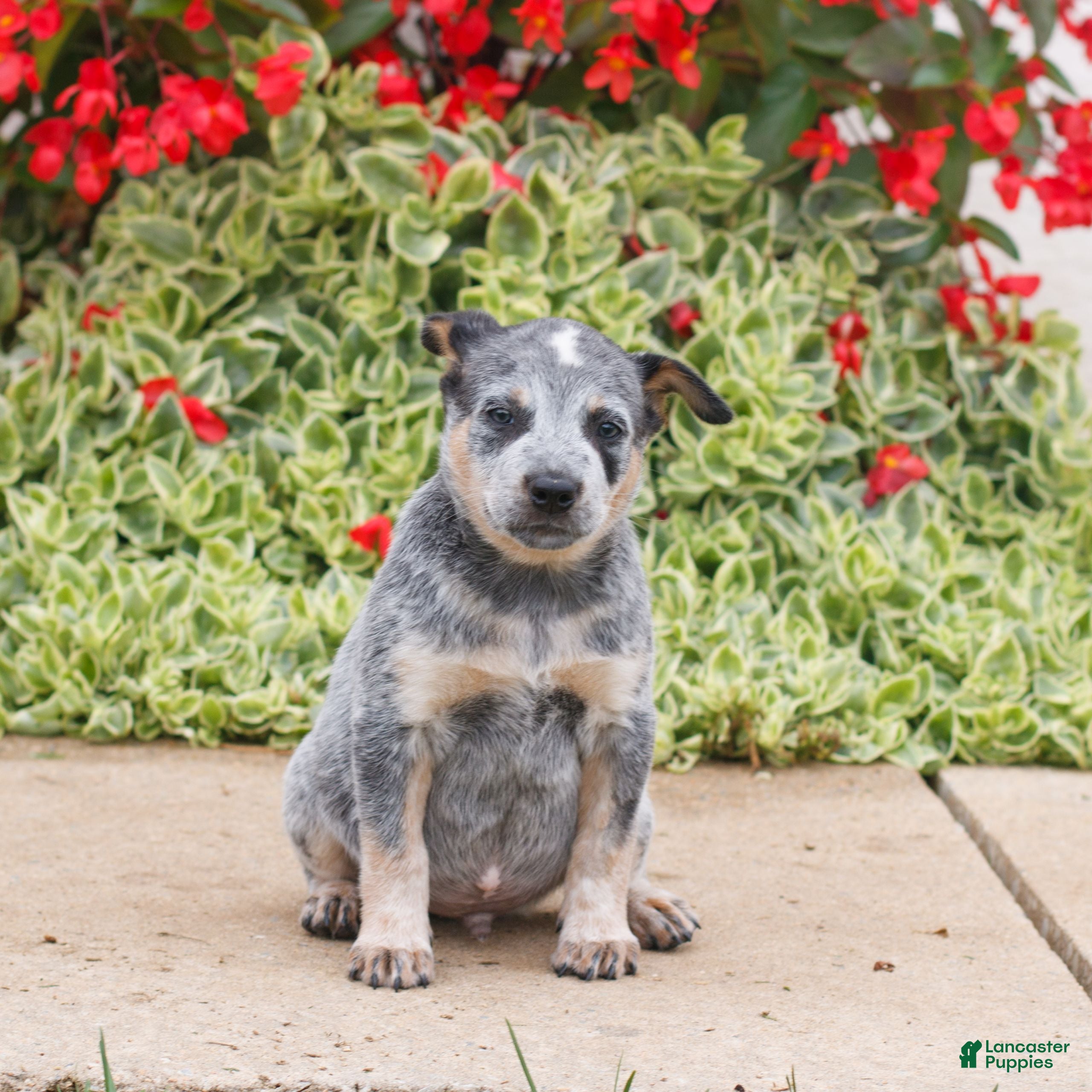 Blue Australian Cattle Dog Puppies for sale Lancaster Puppies