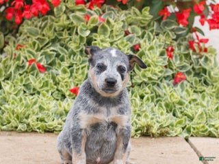 Australian Cattle Dog dogs Joseph - Ad 37