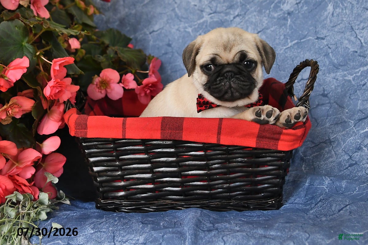 Pug dogs Brady - Ad 2