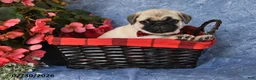 Pug dogs for sale: Brady - Ad 2