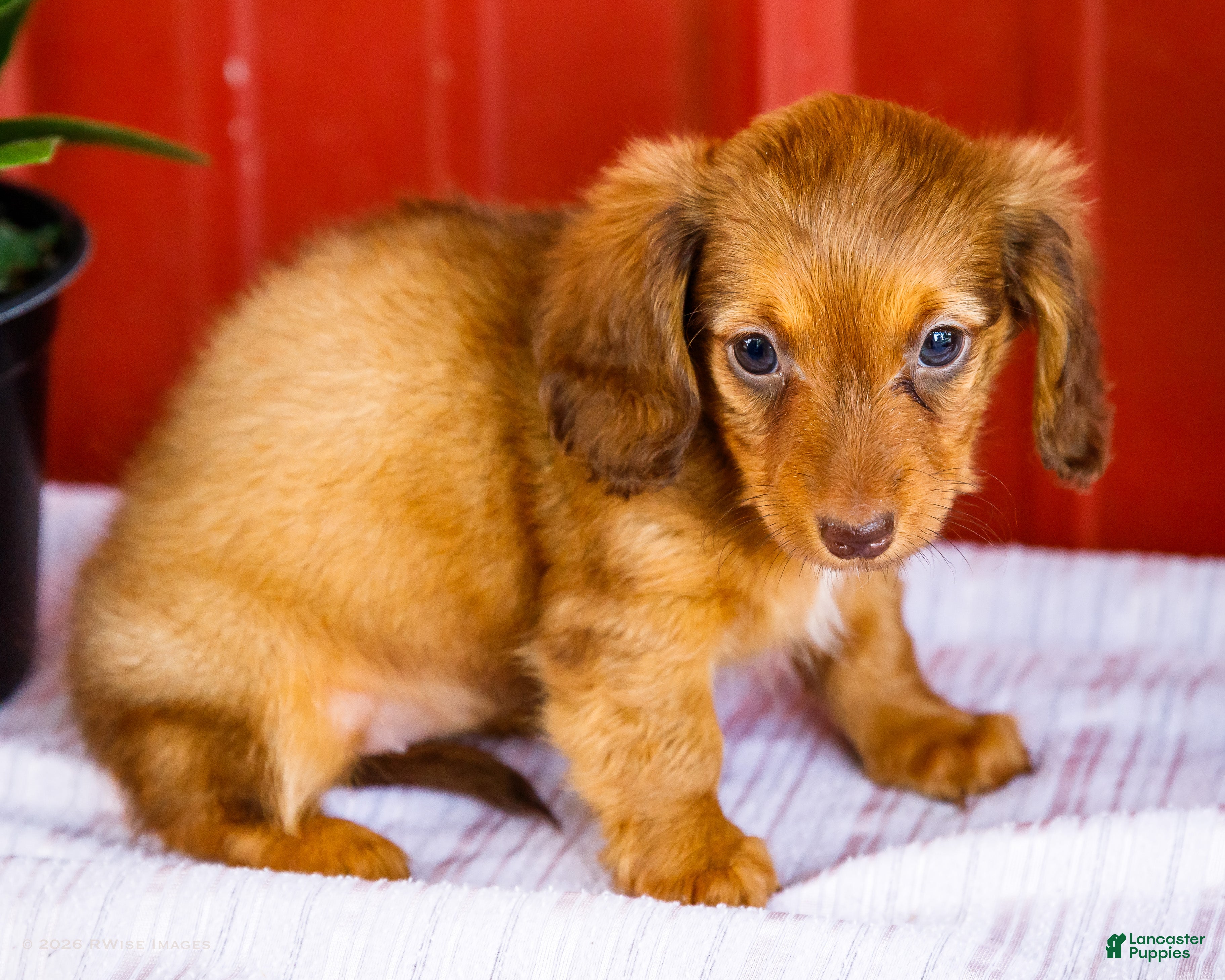Miniature Dachshund dogs Bonnie - Ad 2