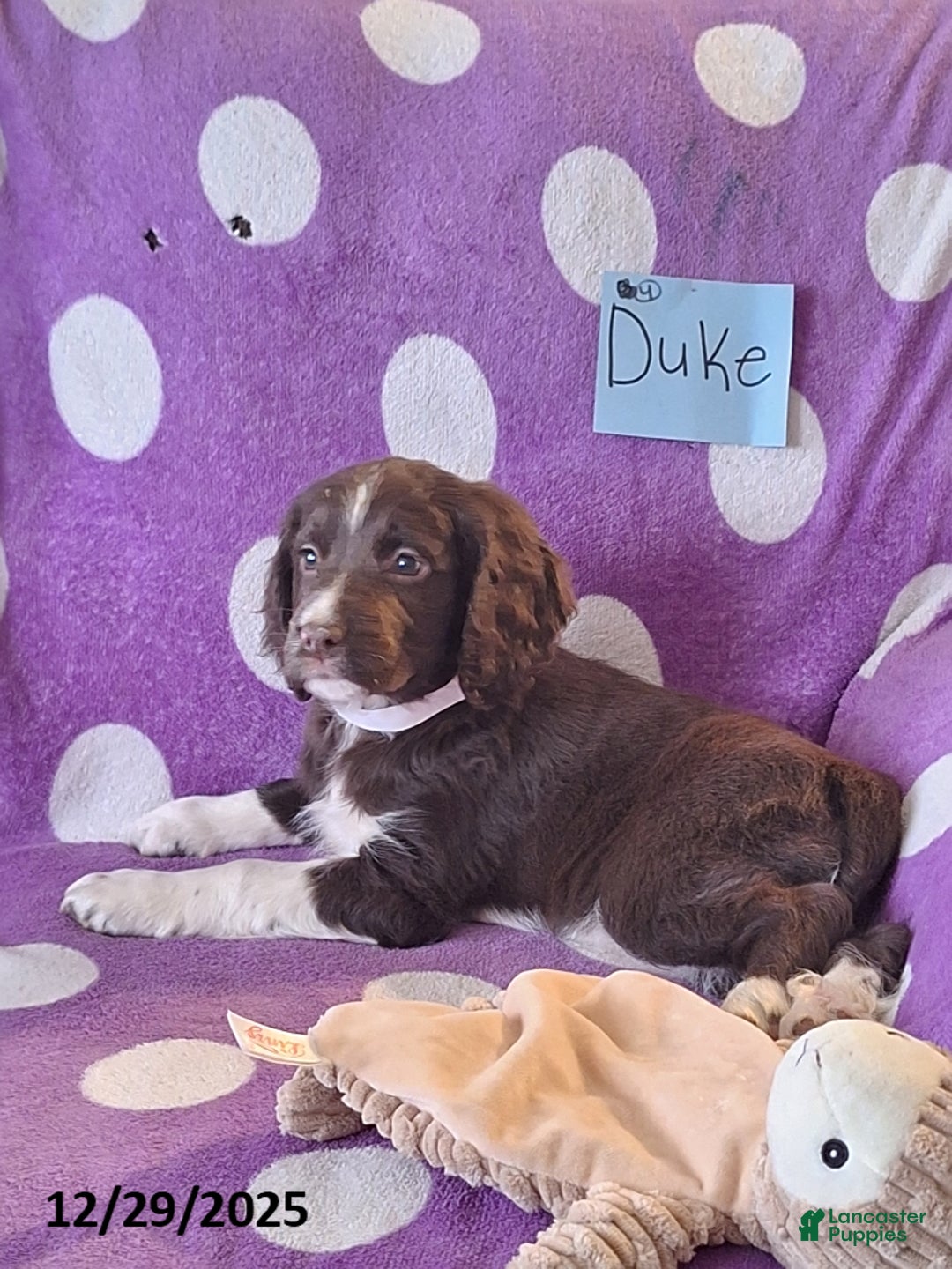 English Springer Spaniel dogs for sale: Duke - Ad 7