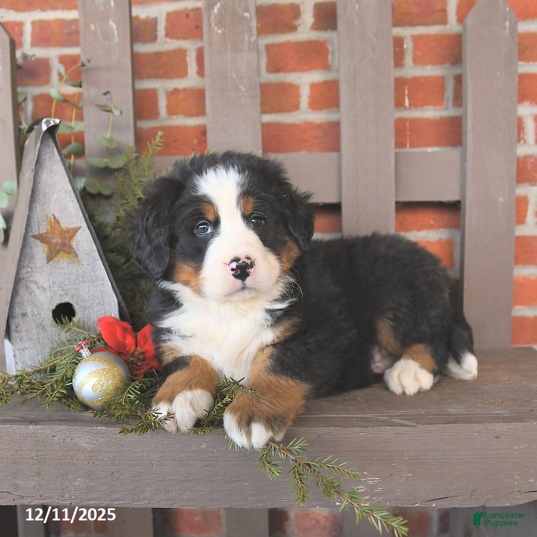 Bernese Mountain Dog dogs for sale: Buddy - Ad 2
