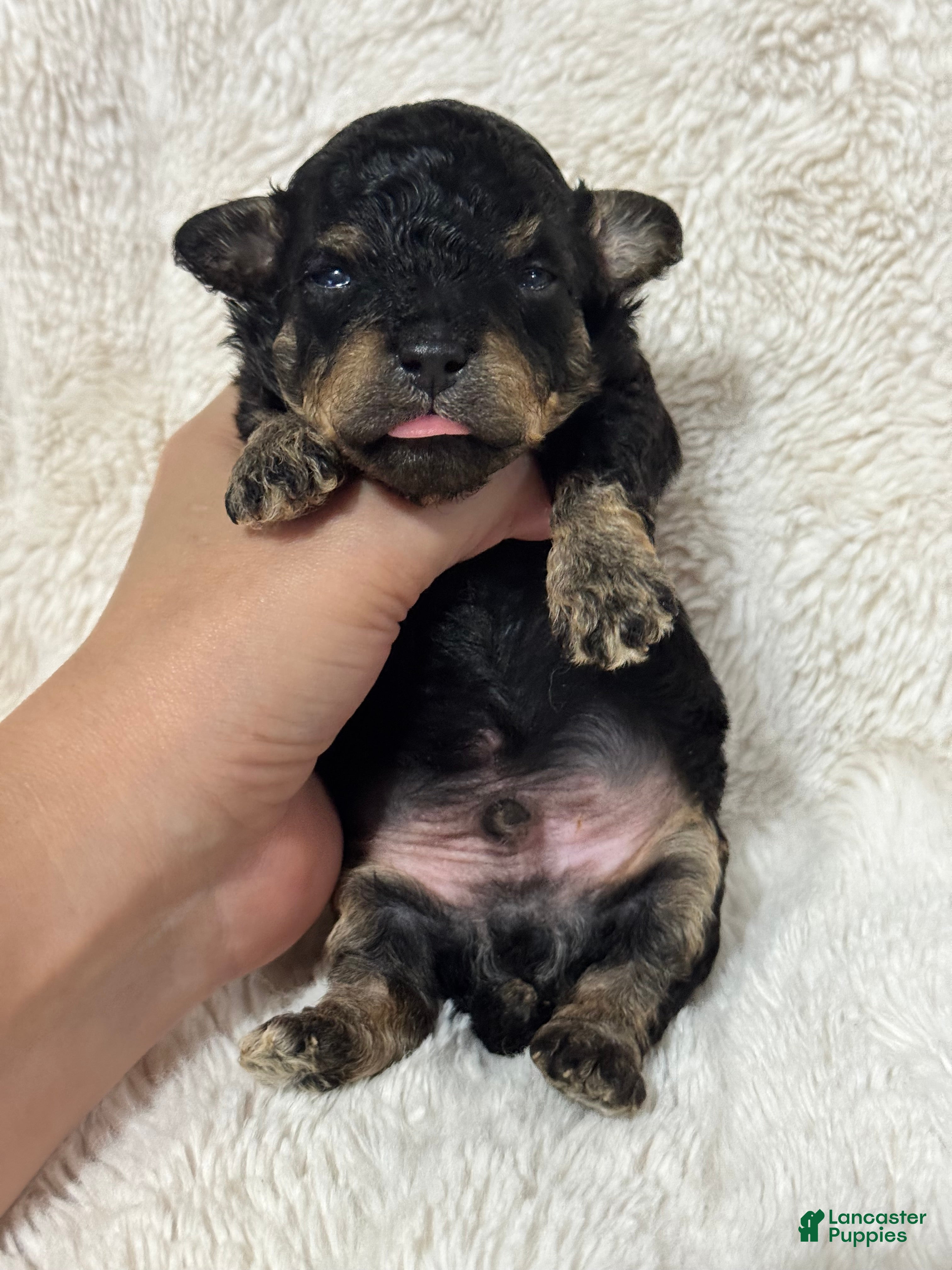 Toy Poodle dogs Boone - Ad 22