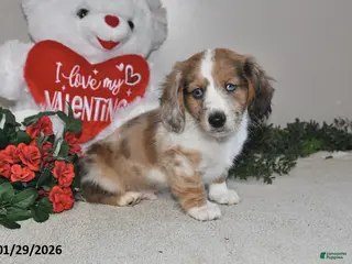 Miniature Dachshund dogs Gordan - Ad 25