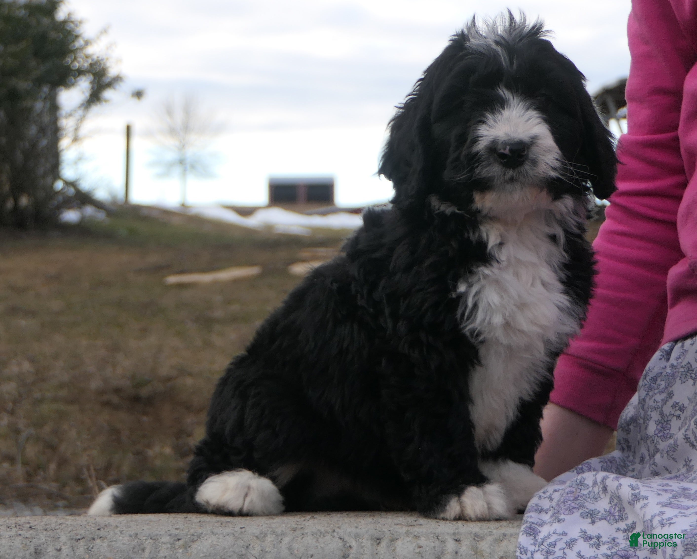 Mini Bernedoodle dogs Mini Bernedoodle Denver - Ad 1