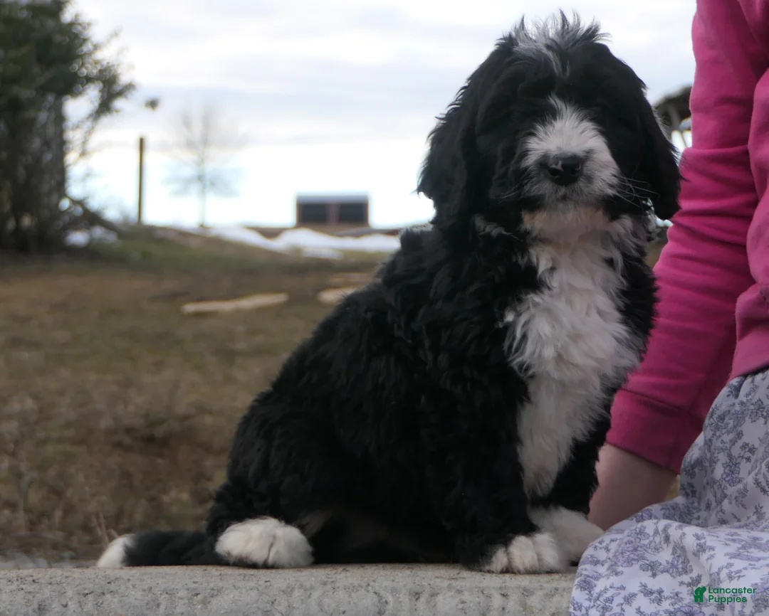 Mini Bernedoodle dogs for sale: Mini Bernedoodle Denver - Ad 1