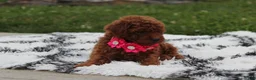 Toy Poodle dogs for sale: Kali - Ad 7