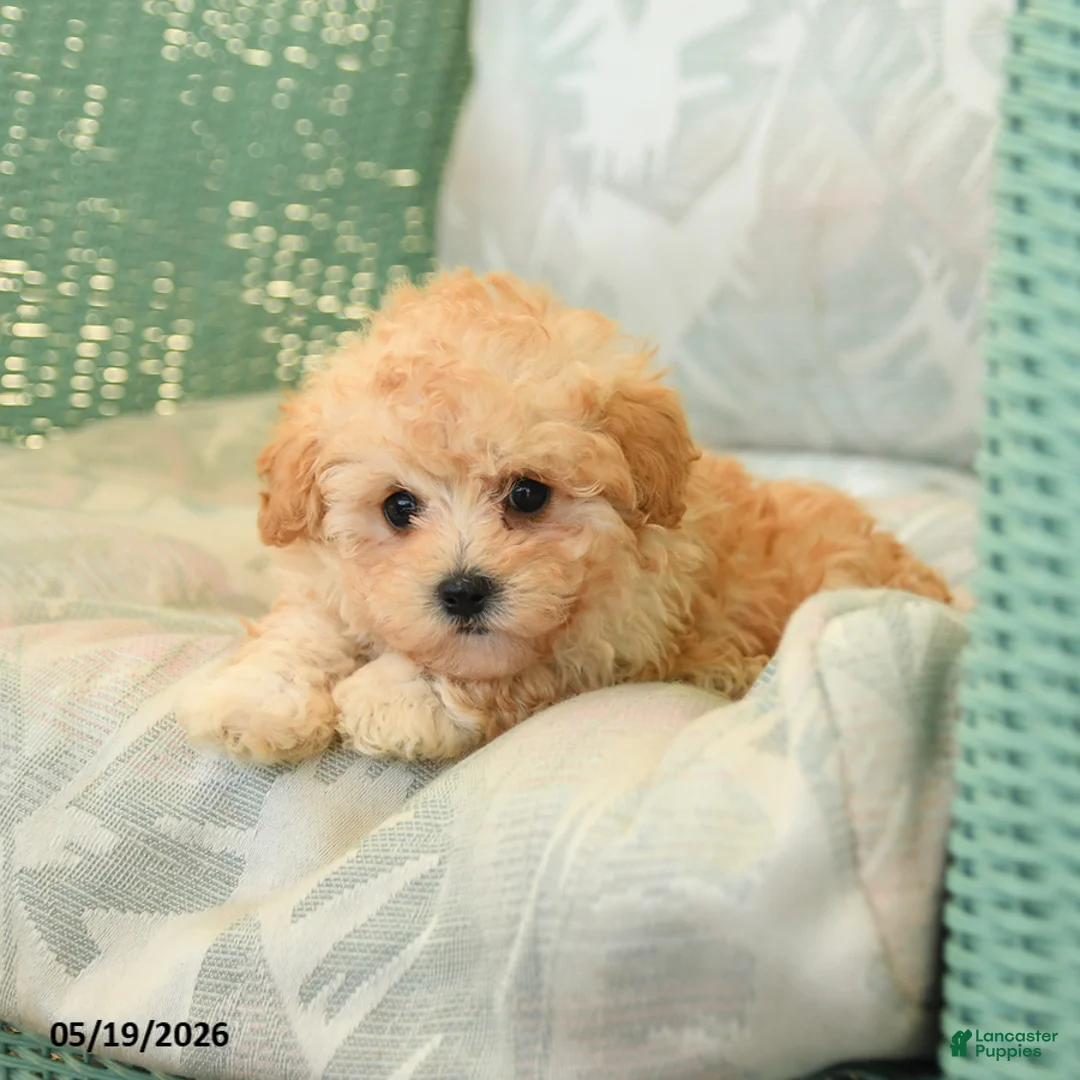 Maltipoo dogs for sale: Waffles - Ad 2