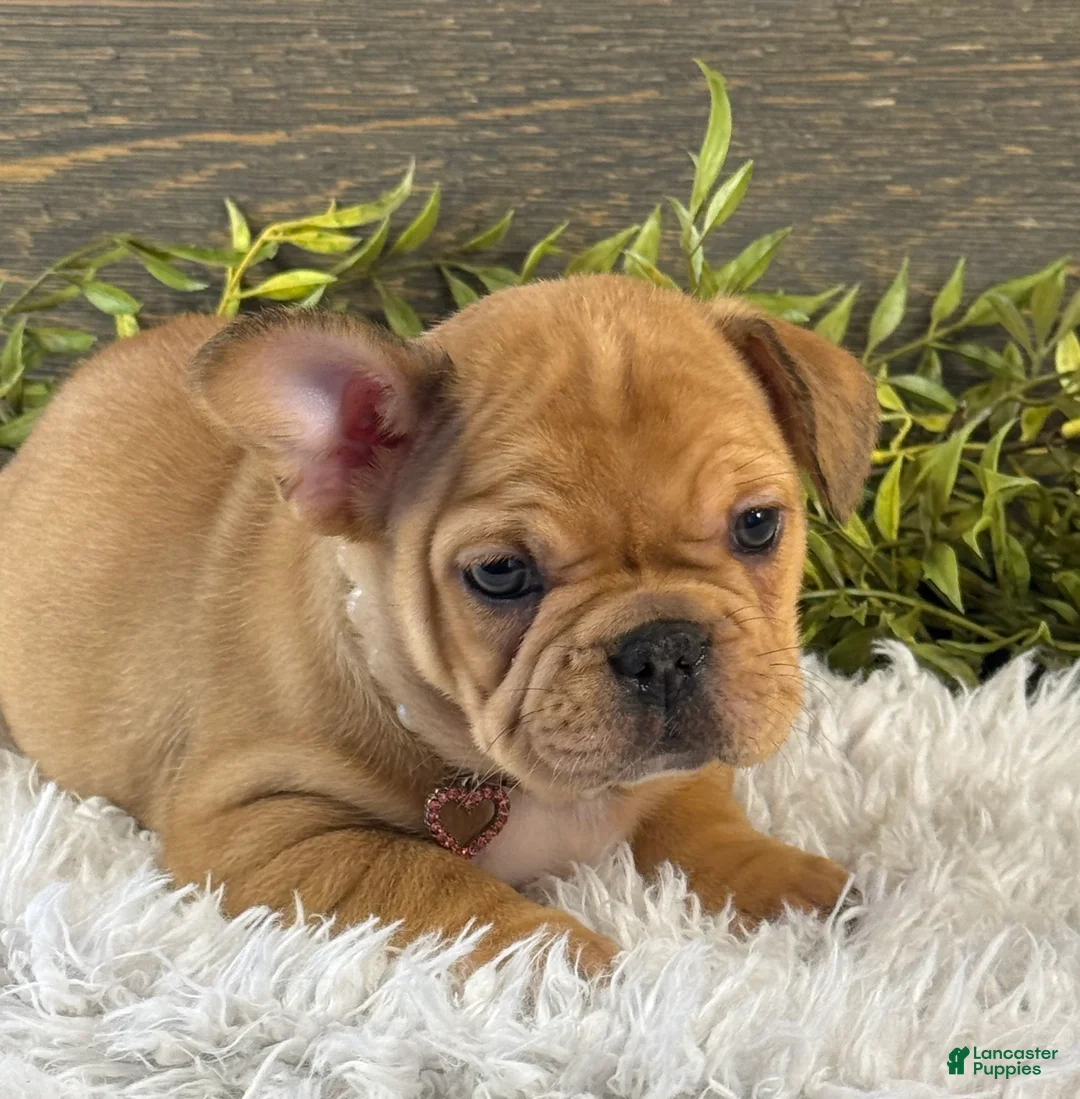 French Bulldog dogs for sale: Everest  - Ad 2