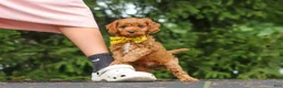 Cavapoo dogs for sale: Jagger - Ad 14