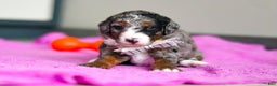 Mini Bernedoodle dogs for sale: Jack - Ad 4