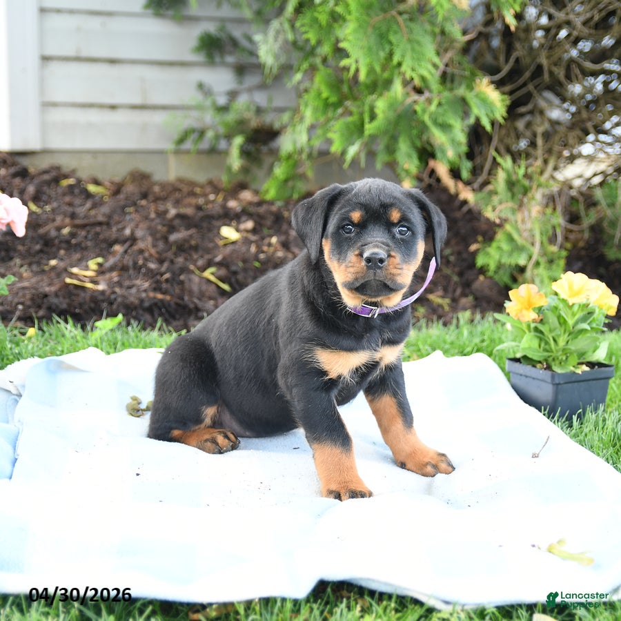 Rottweiler dogs Velvet - Ad 1