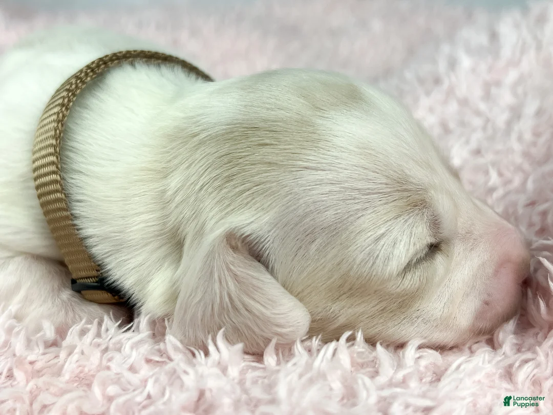 Miniature Dachshund dogs for sale: Pepperjack - Ad 2