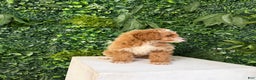 Mini Goldendoodle dogs for sale: Polly - Ad 8
