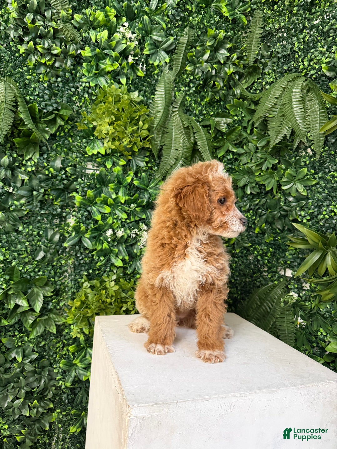 Mini Goldendoodle dogs for sale: Polly - Ad 8