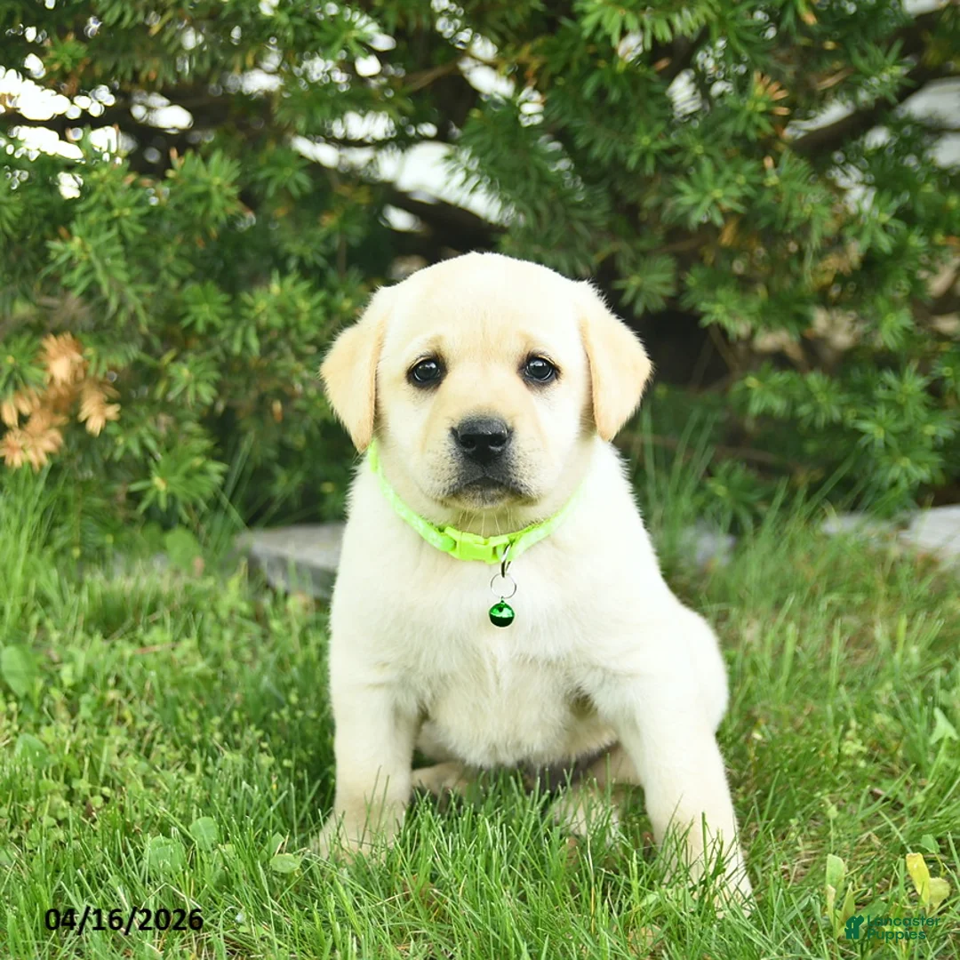 Labrador Retriever dogs for sale: Bobby  - Ad 2