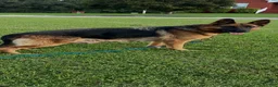 German Shepherd dogs for sale: Boss - Ad 3