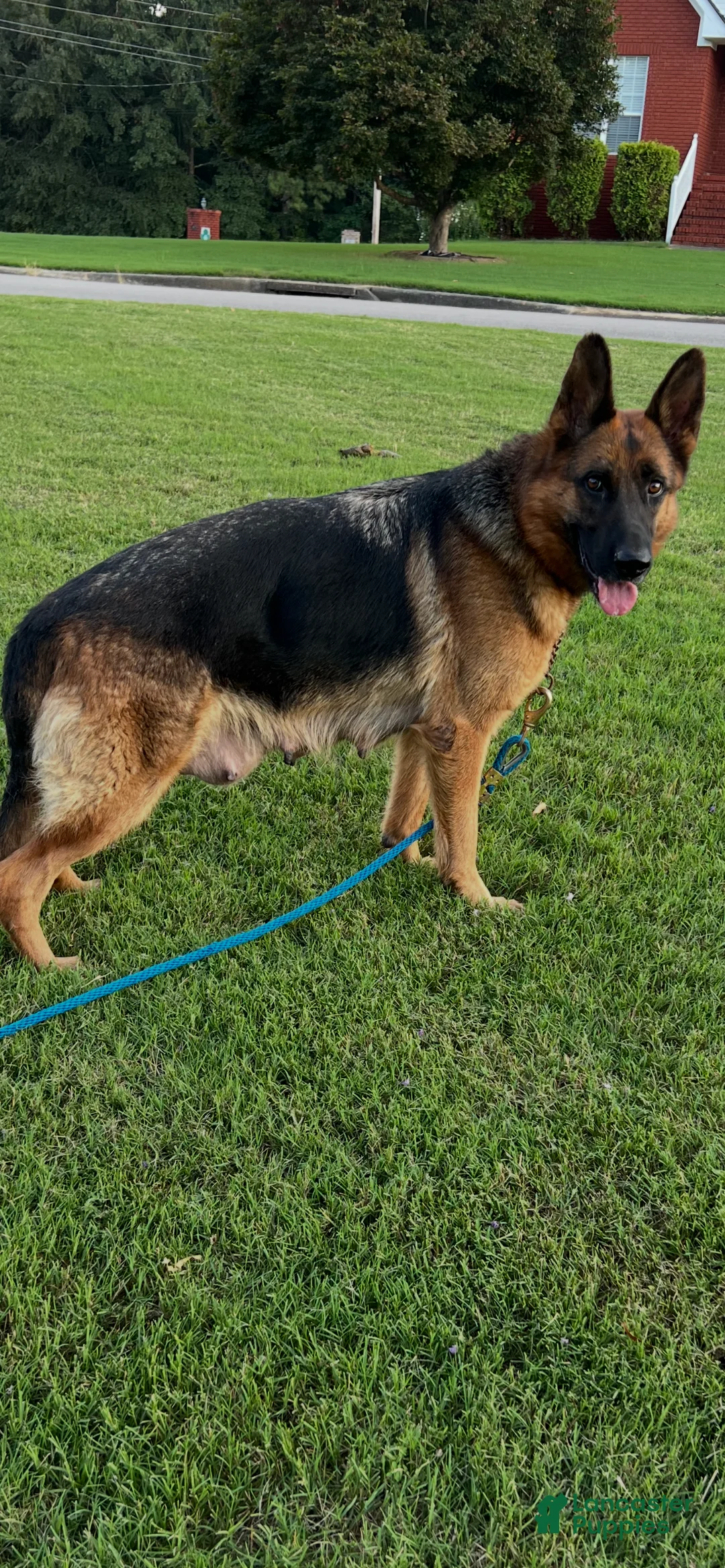 German Shepherd dogs for sale: Boss - Ad 3