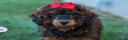 Miniature Poodle dogs for sale: MARSHALL - Ad 6