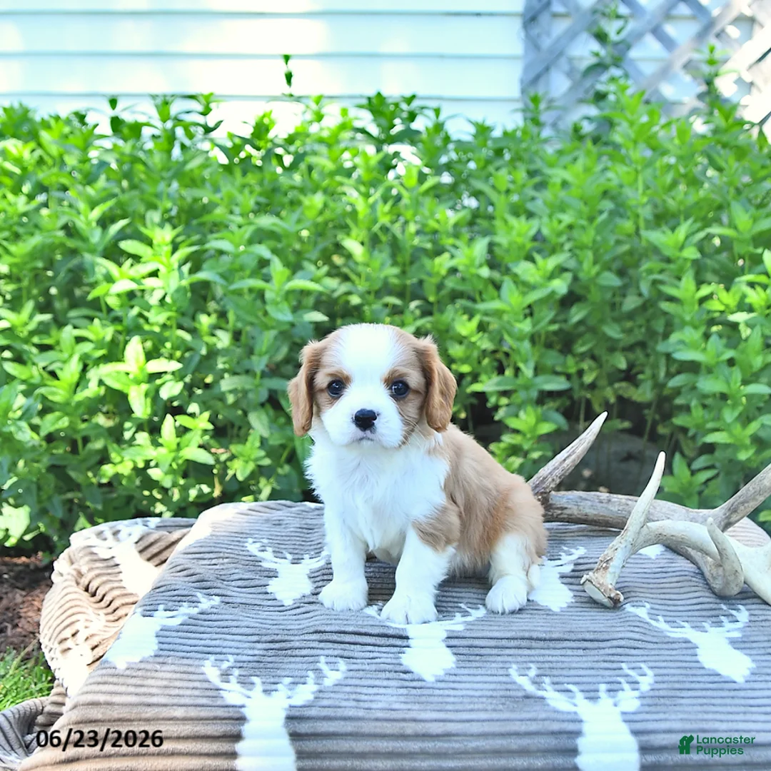Cavalier King Charles Spaniel dogs for sale: Jaxon - Ad 1
