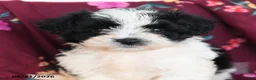Havapoo dogs for sale: Oreo - Ad 4
